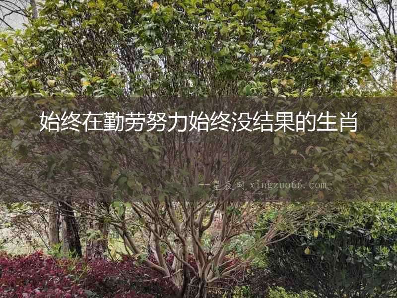始終在勤勞努力始終沒(méi)結(jié)果的生肖