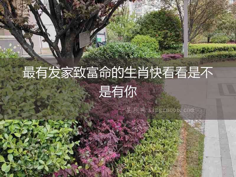 最有發家致富命的生肖快看看是不是有你
