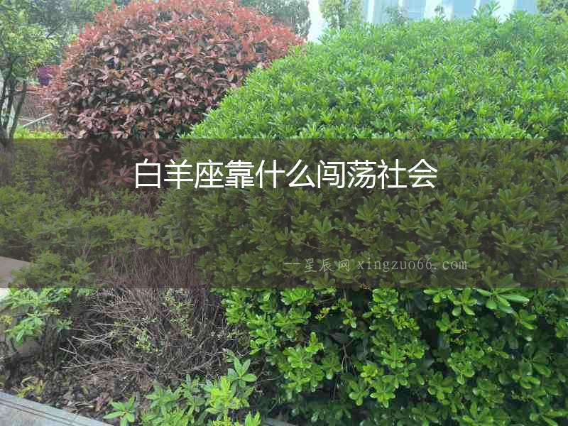白羊座靠什么闖蕩社會
