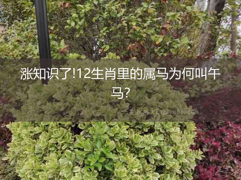 漲知識了!12生肖里的屬馬為何叫午馬？