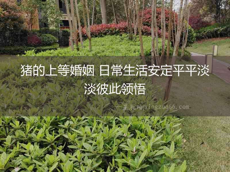 豬的上等婚姻 日常生活安定平平淡淡彼此領(lǐng)悟