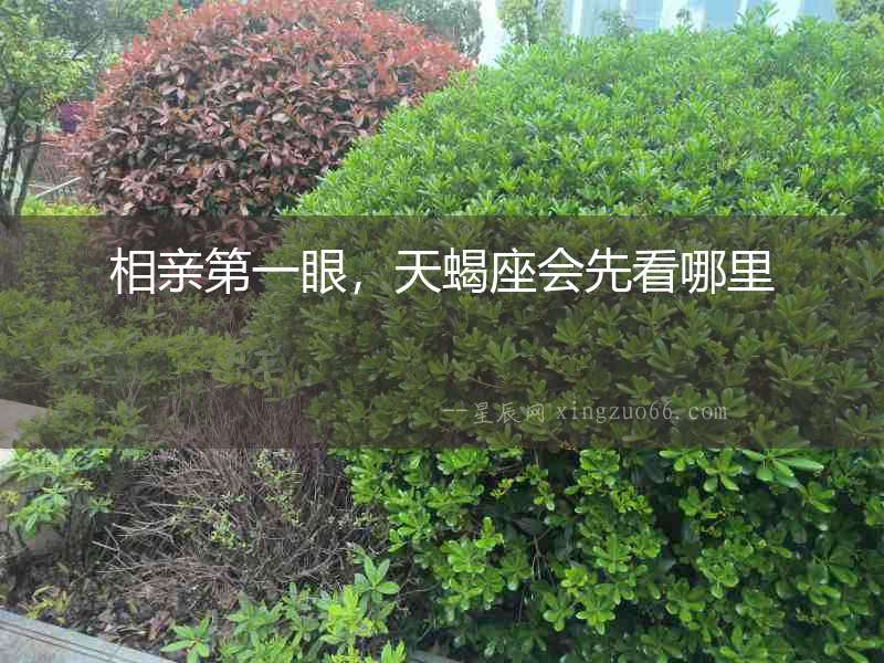相親第一眼，天蝎座會先看哪里