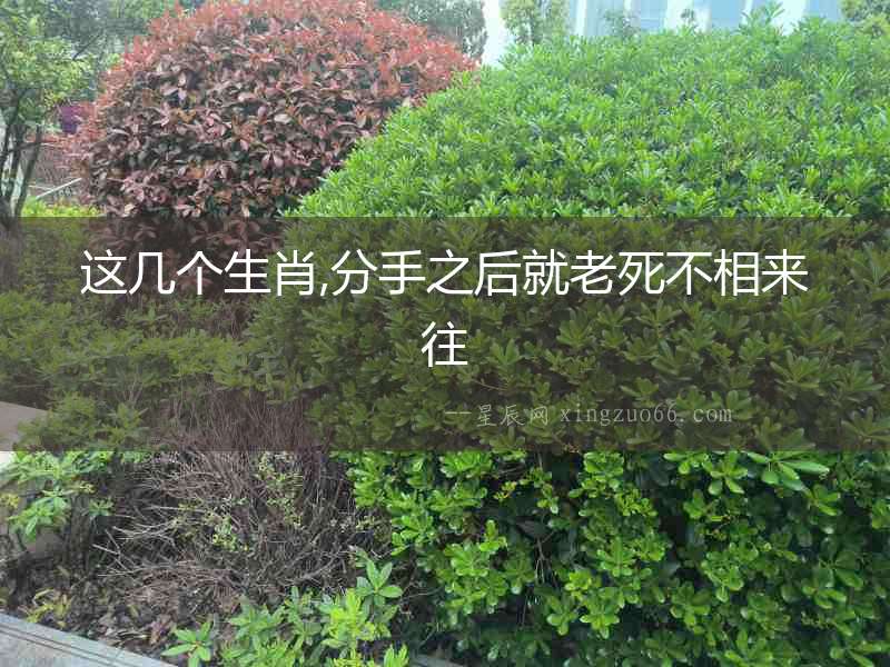 這幾個生肖,分手之后就老死不相來往