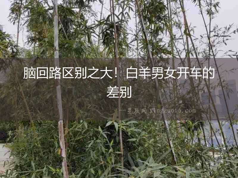 腦回路區別之大！白羊男女開車的差別