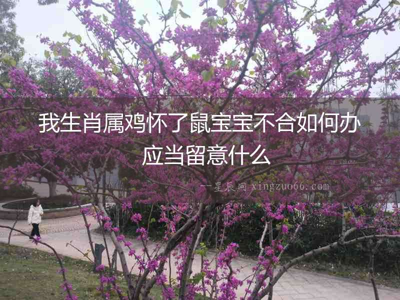 我生肖屬雞懷了鼠寶寶不合如何辦  應當留意什么