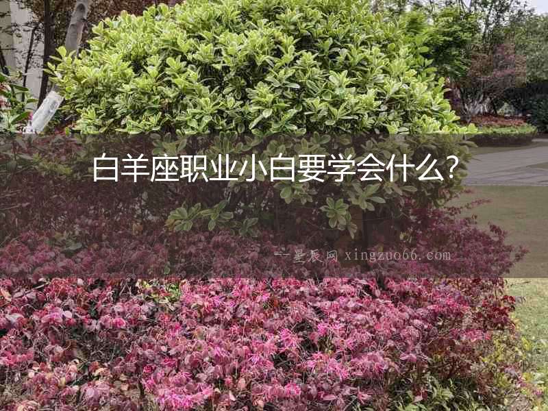 白羊座職業(yè)小白要學會什么？