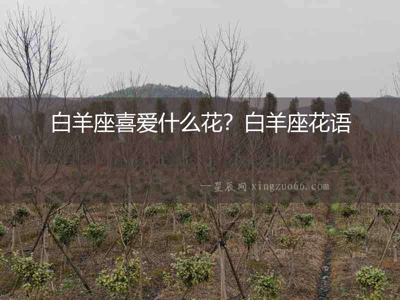 白羊座喜愛什么花？白羊座花語(yǔ)