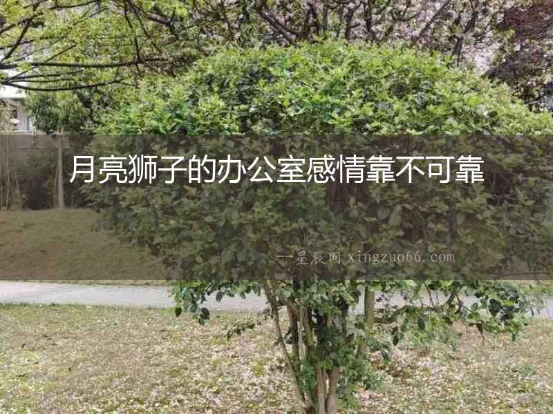 月亮獅子的辦公室感情靠不可靠