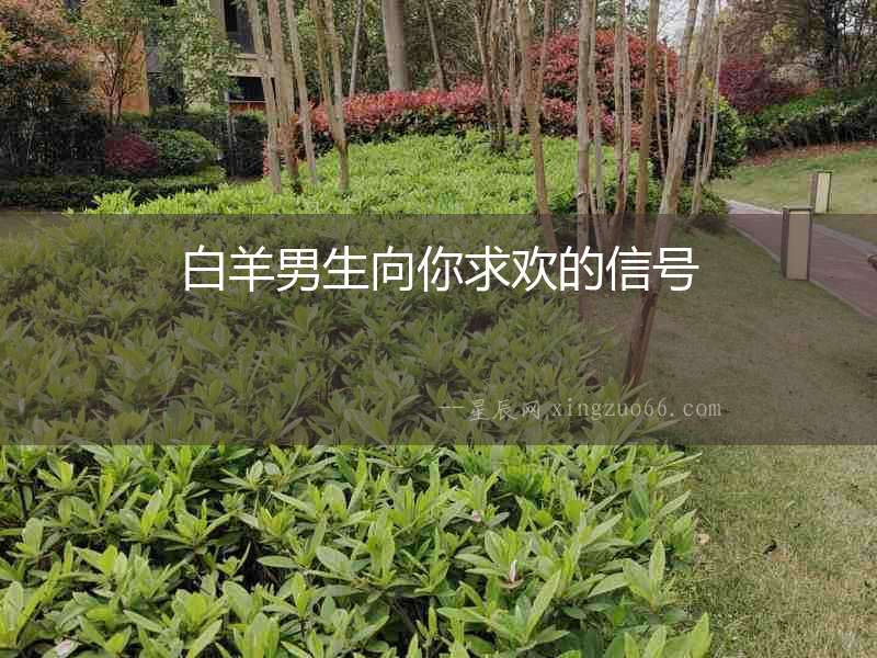 白羊男生向你求歡的信號