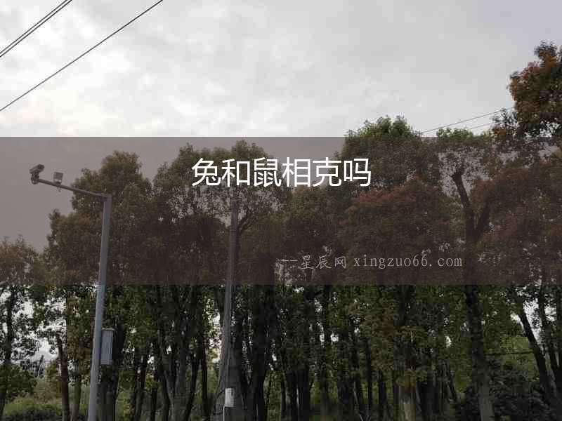 兔和鼠相克嗎