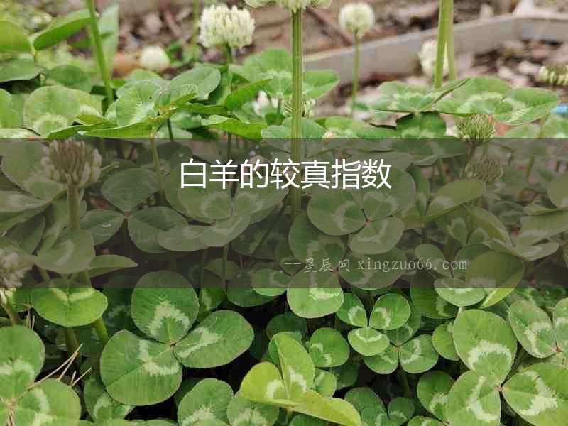 白羊的較真指數
