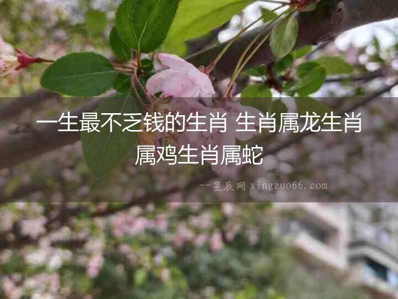 一生最不乏錢的生肖 生肖屬龍生肖屬雞生肖屬蛇