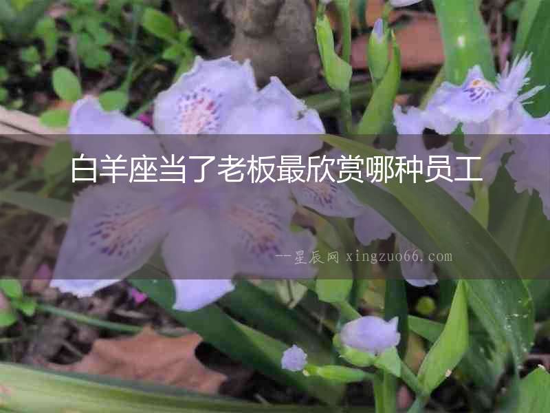 白羊座當(dāng)了老板最欣賞哪種員工