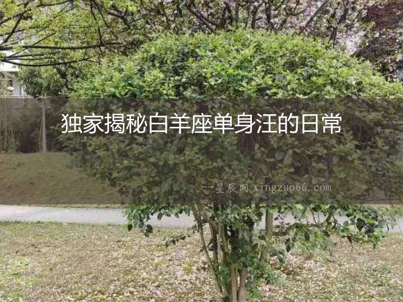 獨家揭秘白羊座單身汪的日常