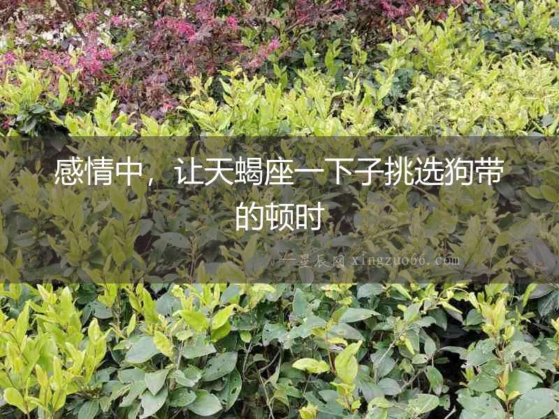感情中，讓天蝎座一下子挑選狗帶的頓時
