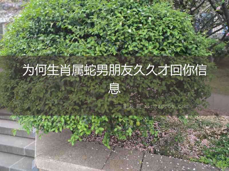 為何生肖屬蛇男朋友久久才回你信息