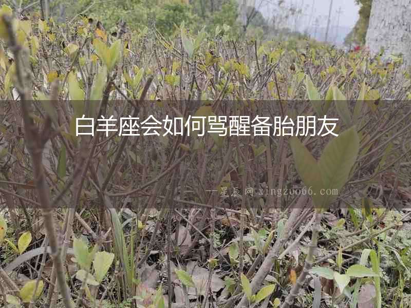 白羊座會如何罵醒備胎朋友