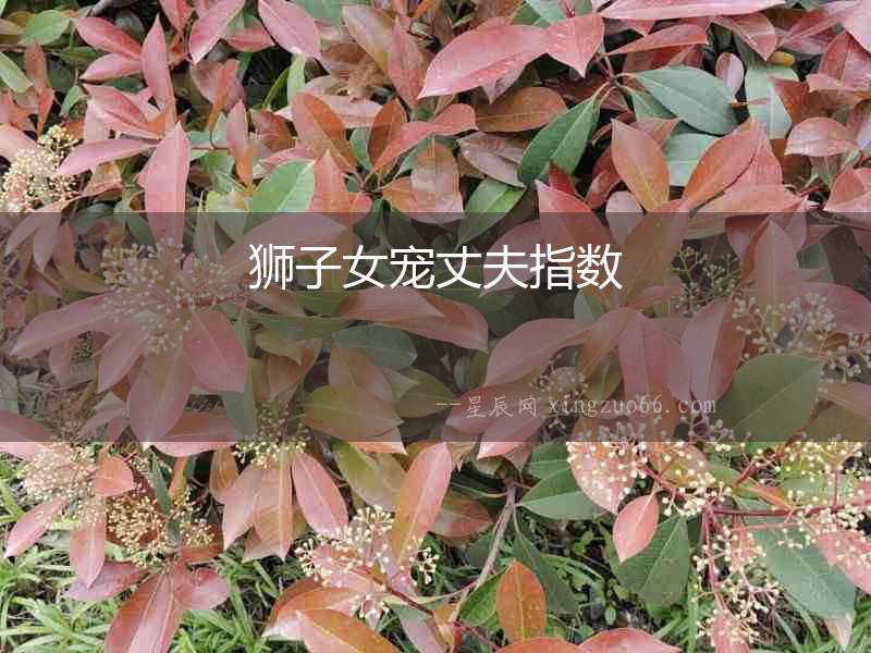 獅子女寵丈夫指數