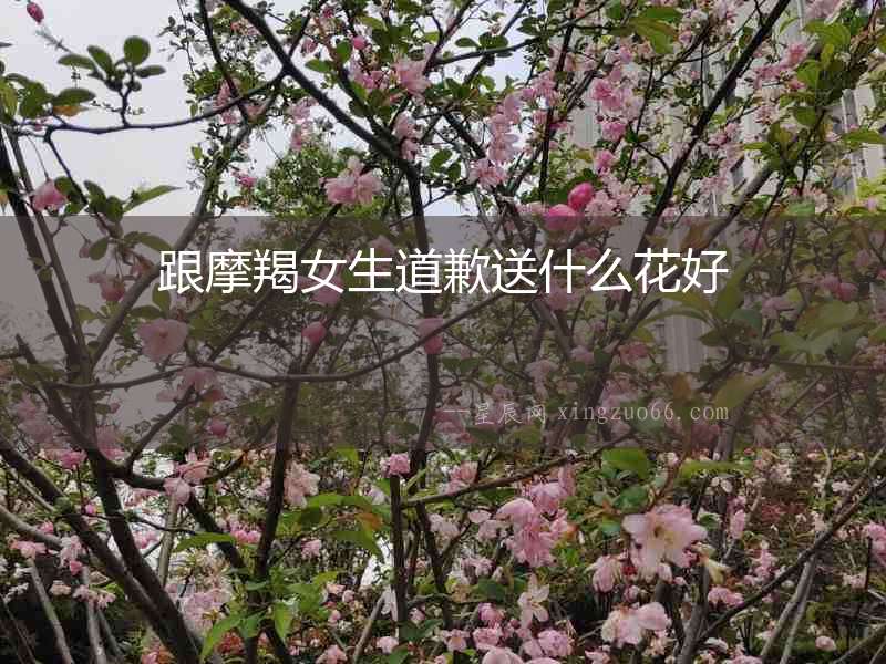 跟摩羯女生道歉送什么花好