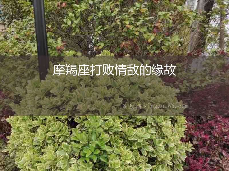 摩羯座打敗情敵的緣故