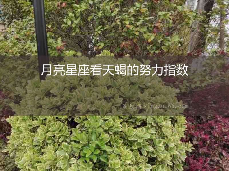 月亮星座看天蝎的努力指數