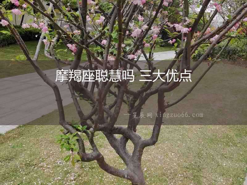 摩羯座聰慧嗎 三大優點