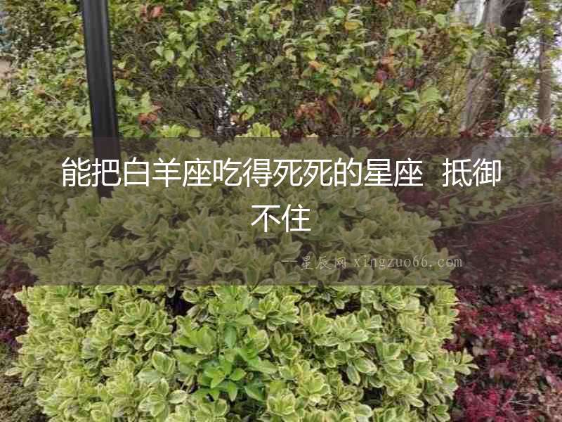 能把白羊座吃得死死的星座  抵御不住
