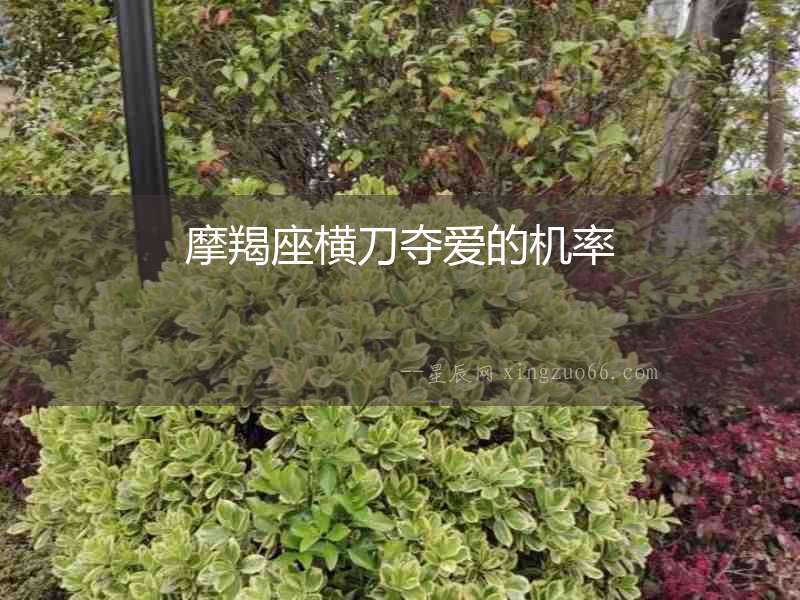 摩羯座橫刀奪愛的機率