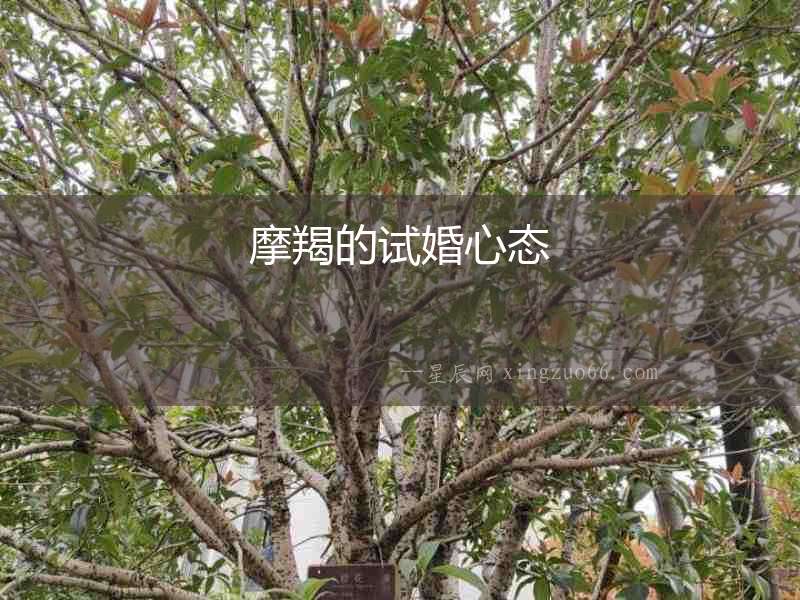 摩羯的試婚心態(tài)