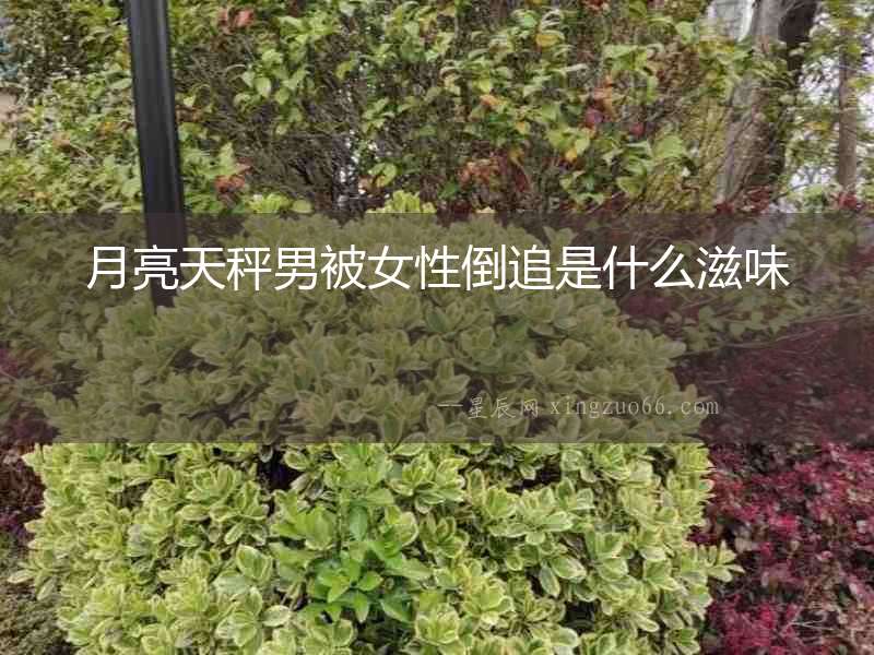 月亮天秤男被女性倒追是什么滋味
