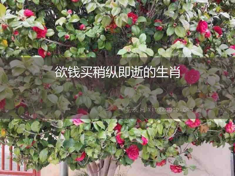 欲錢買稍縱即逝的生肖