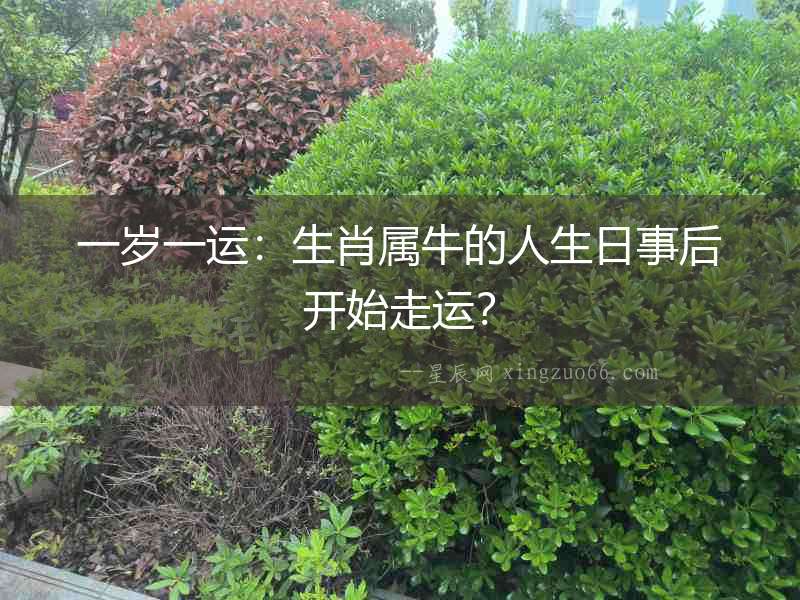 一歲一運：生肖屬牛的人生日事后開始走運？