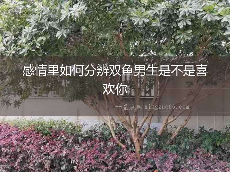 感情里如何分辨雙魚男生是不是喜歡你