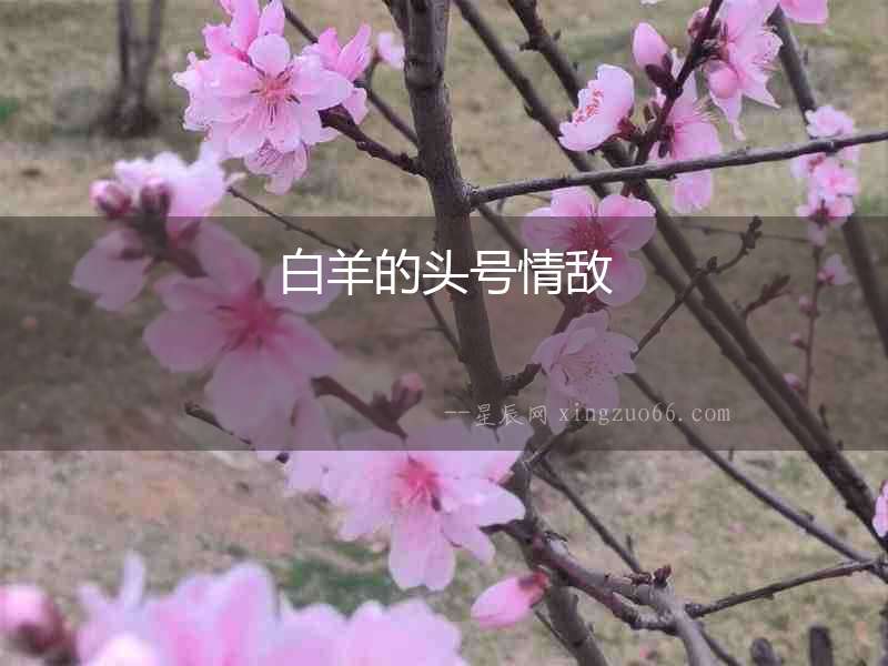 白羊的頭號情敵