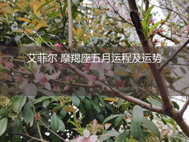 艾菲爾 摩羯座五月運程及運勢