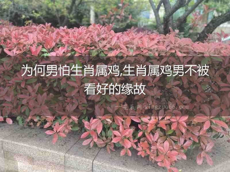 為何男怕生肖屬雞,生肖屬雞男不被看好的緣故