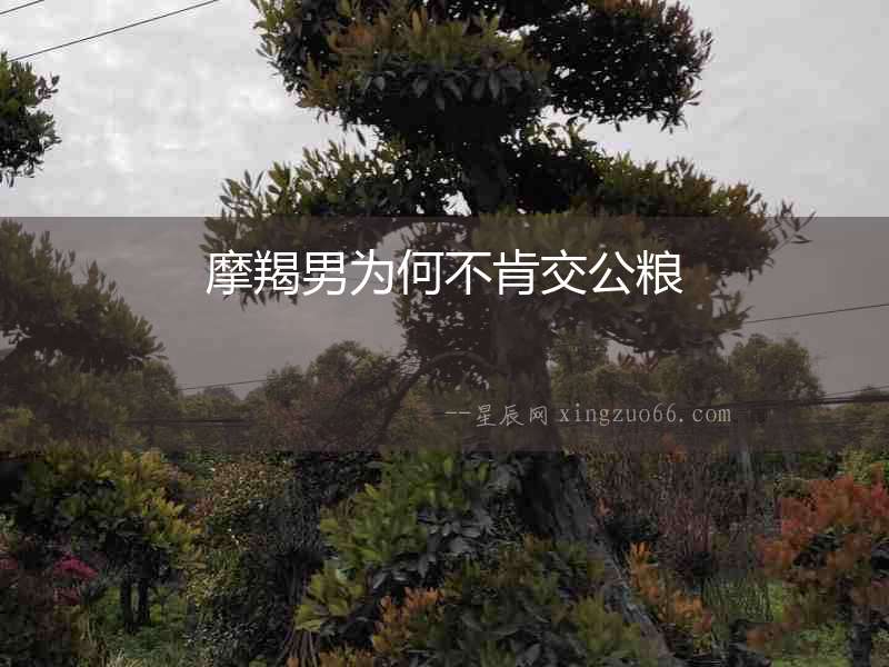 摩羯男為何不肯交公糧