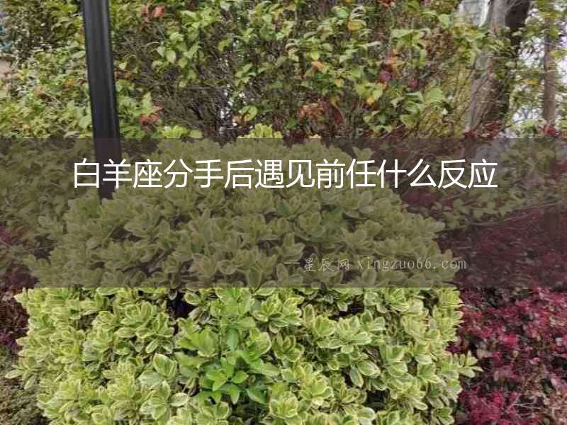 白羊座分手后遇見前任什么反應