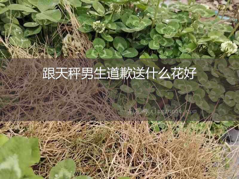 跟天秤男生道歉送什么花好