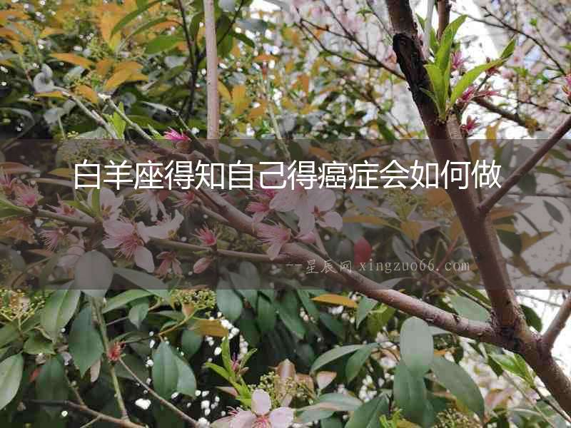 白羊座得知自己得癌癥會如何做