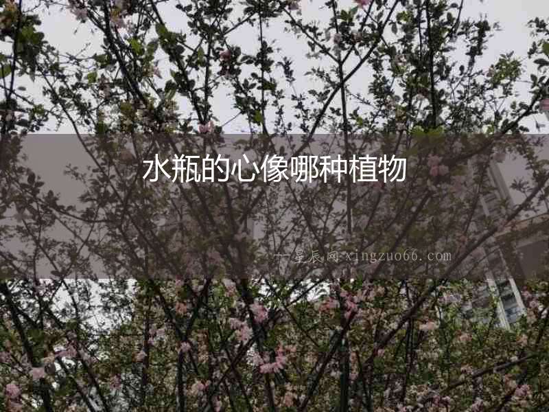 水瓶的心像哪種植物