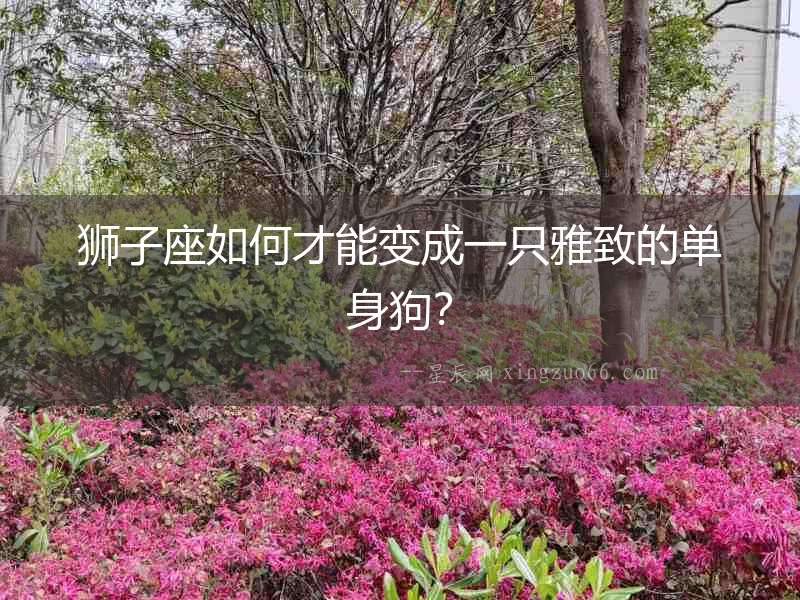 獅子座如何才能變成一只雅致的單身狗？