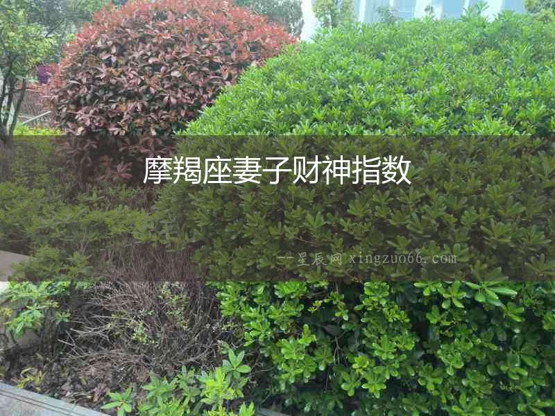 摩羯座妻子財神指數