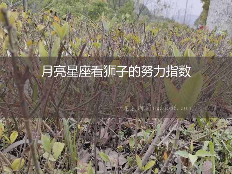 月亮星座看獅子的努力指數(shù)