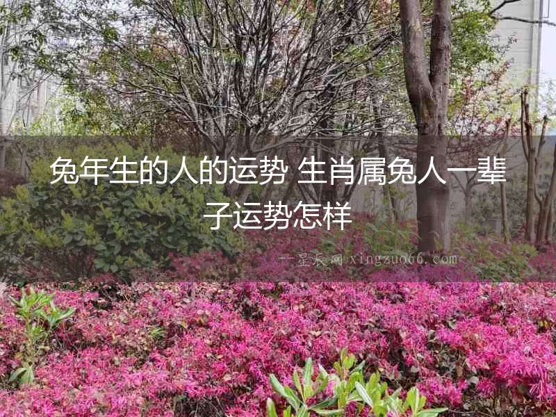 兔年生的人的運勢 生肖屬兔人一輩子運勢怎樣