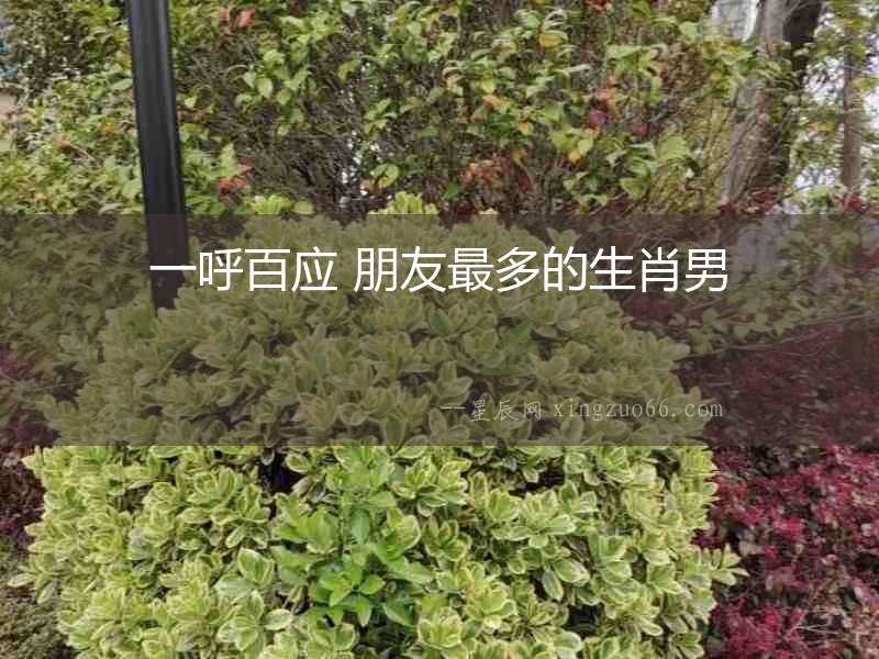 一呼百應(yīng) 朋友最多的生肖男