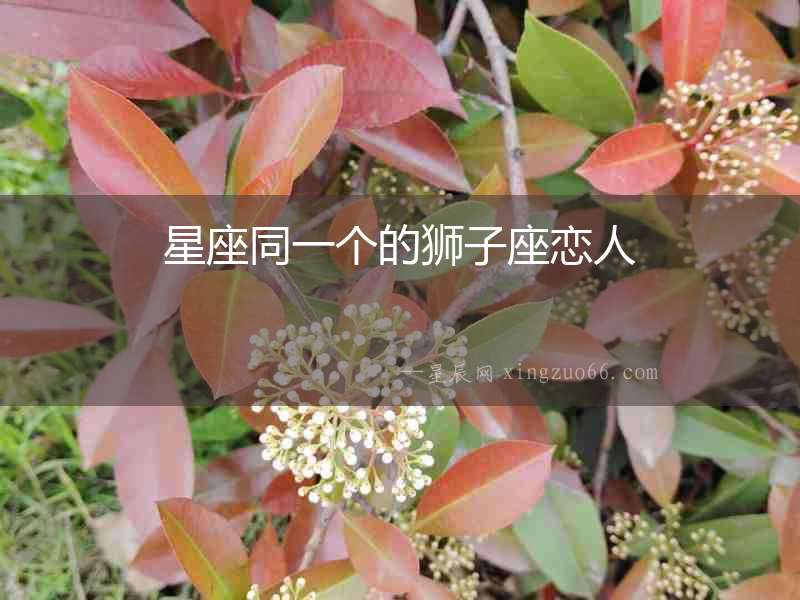 星座同一個的獅子座戀人