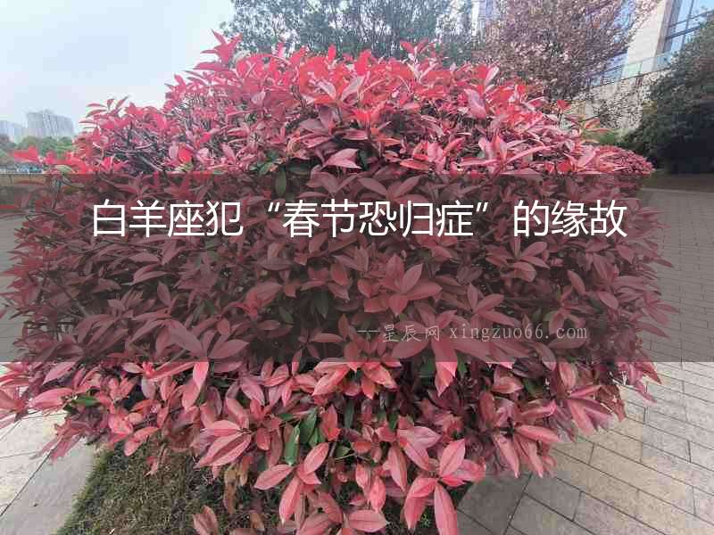 白羊座犯“春節恐歸癥”的緣故
