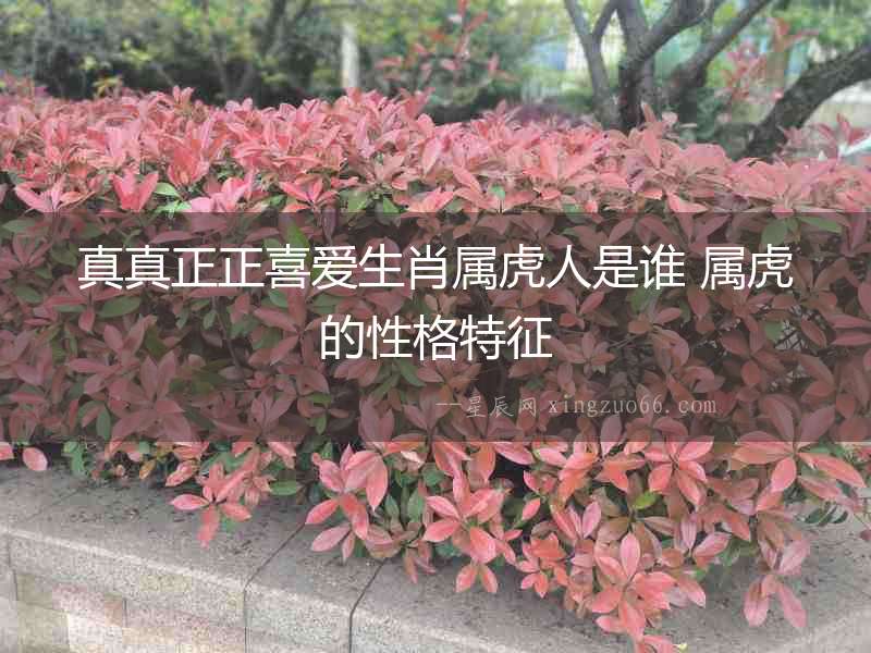 真真正正喜愛生肖屬虎人是誰 屬虎的性格特征