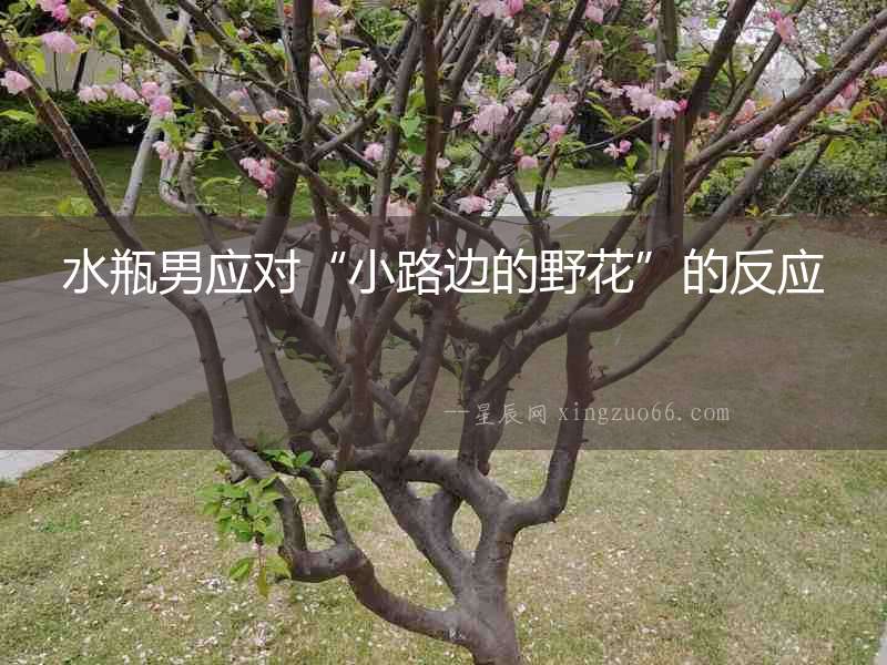 水瓶男應(yīng)對(duì)“小路邊的野花”的反應(yīng)
